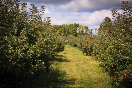 A row of apple trees at the Afton Apple Orchard